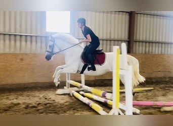 Connemara, Stute, 8 Jahre, 145 cm, White