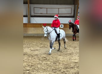 Connemara, Stute, 8 Jahre, 146 cm, Schimmel