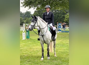 Connemara, Stute, 8 Jahre, 146 cm, Schimmel