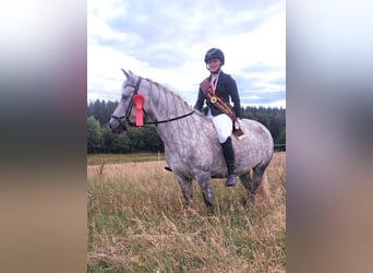 Connemara, Stute, 8 Jahre, 148 cm, Apfelschimmel