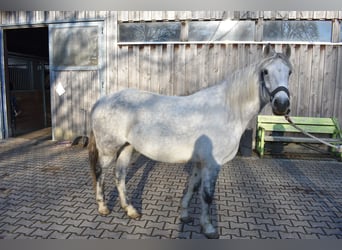 Connemara, Stute, 8 Jahre, 148 cm