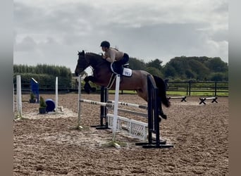 Connemara, Stute, 8 Jahre, 148 cm, Roan-Red