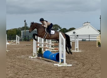 Connemara, Stute, 8 Jahre, 148 cm, Roan-Red