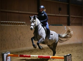 Connemara, Stute, 8 Jahre, 148 cm, Schimmel