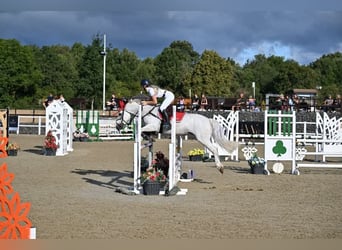 Connemara, Stute, 8 Jahre, 148 cm, Schimmel