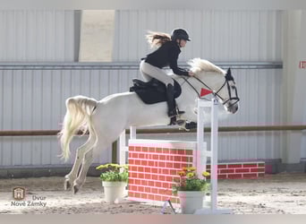 Connemara, Stute, 8 Jahre, 148 cm, Schimmel