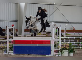 Connemara, Stute, 8 Jahre, 148 cm, Schimmel