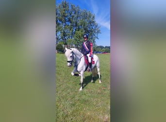 Connemara, Stute, 8 Jahre, 148 cm, Schimmel