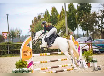 Connemara, Stute, 8 Jahre, 148 cm, Schimmel