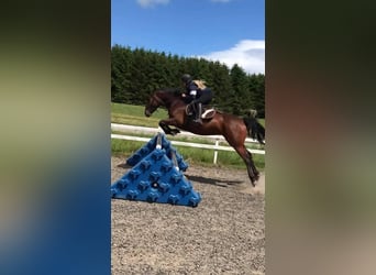 Connemara, Stute, 8 Jahre, 152 cm, Rotbrauner