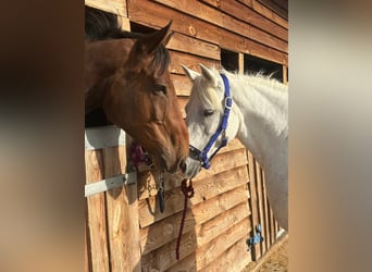 Connemara, Stute, 8 Jahre, 152 cm, Rotbrauner