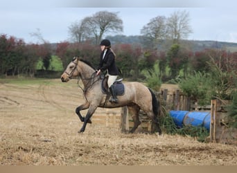 Connemara Mix, Stute, 8 Jahre, 153 cm, Falbe