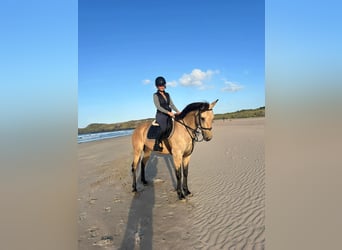 Connemara Mix, Stute, 8 Jahre, 153 cm, Falbe