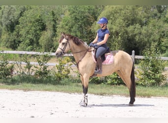 Connemara, Stute, 8 Jahre, 154 cm, Falbe