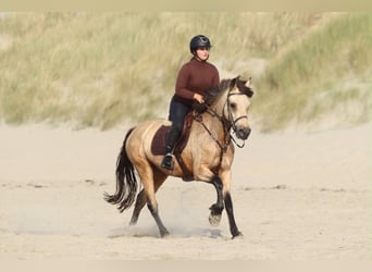Connemara, Stute, 8 Jahre, 154 cm, Falbe