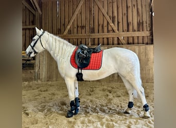 Connemara, Stute, 8 Jahre, Apfelschimmel