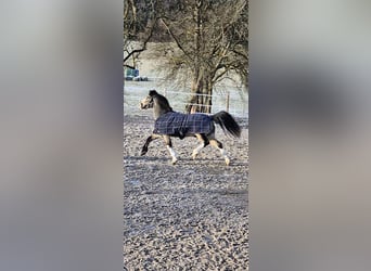 Connemara, Stute, 9 Jahre, 137 cm, Buckskin