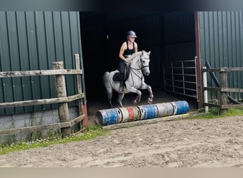 Connemara, Stute, 9 Jahre, 140 cm, Schimmel