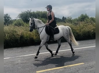 Connemara, Stute, 9 Jahre, 140 cm, Schimmel