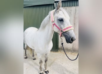 Connemara, Stute, 9 Jahre, 140 cm, Schimmel