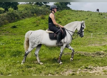 Connemara, Stute, 9 Jahre, 140 cm, Schimmel