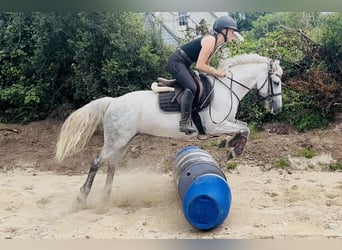 Connemara, Stute, 9 Jahre, 140 cm, Schimmel