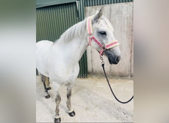 Connemara, Stute, 9 Jahre, 140 cm, Schimmel