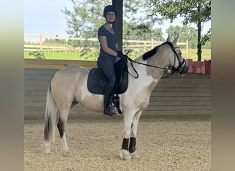 Connemara Mix, Stute, 9 Jahre, 142 cm