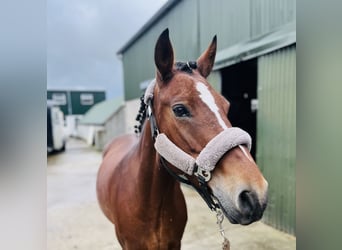 Connemara, Stute, 9 Jahre, 143 cm, Rotbrauner