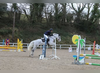 Connemara Mix, Stute, 9 Jahre, 148 cm, Apfelschimmel