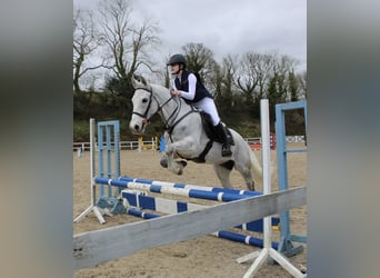 Connemara Mix, Stute, 9 Jahre, 148 cm, Apfelschimmel