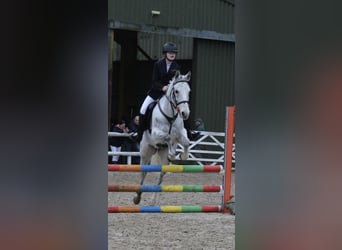 Connemara Mix, Stute, 9 Jahre, 148 cm, Apfelschimmel