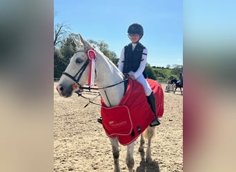 Connemara Mix, Stute, 9 Jahre, 148 cm, Apfelschimmel