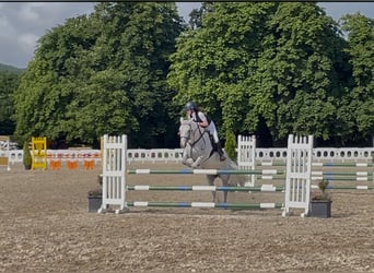 Connemara Mix, Stute, 9 Jahre, 148 cm, Apfelschimmel