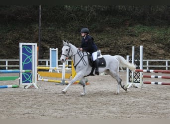 Connemara Mix, Stute, 9 Jahre, 148 cm, Apfelschimmel