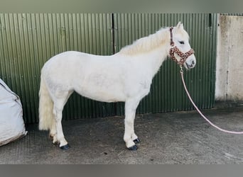 Connemara, Stute, 9 Jahre, 148 cm, Schimmel