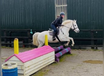 Connemara, Stute, 9 Jahre, 148 cm, Schimmel