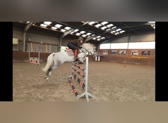 Connemara, Valack, 10 år, 142 cm, Grå