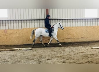 Connemara, Valack, 10 år, 145 cm