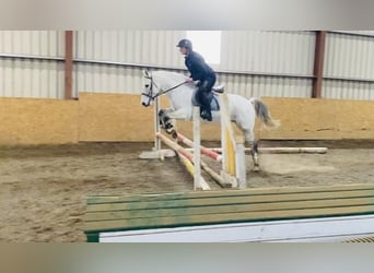 Connemara, Valack, 10 år, 145 cm