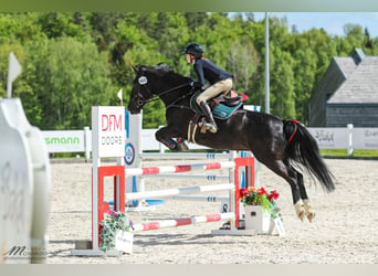 Connemara Blandning, Valack, 17 år, 149 cm, Svart