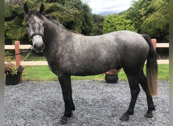 Connemara, Valack, 3 år, 146 cm, Grå