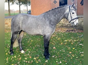 Connemara, Valack, 4 år, 146 cm, Gråskimmel