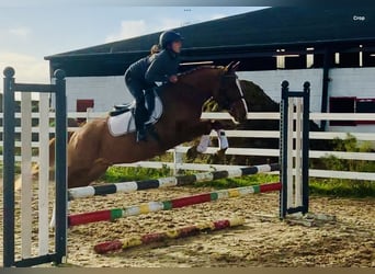 Connemara, Valack, 4 år, 147 cm, fux