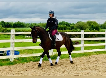 Connemara, Valack, 4 år, 148 cm, Brun