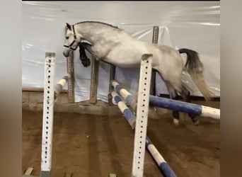Connemara, Valack, 4 år, 154 cm, Braunfalbschimmel