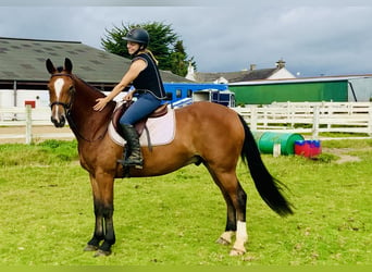 Connemara, Valack, 4 år, 155 cm, Brun