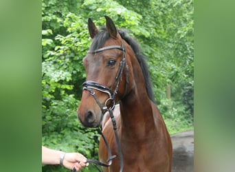 Connemara, Valack, 4 år, 156 cm, Brun