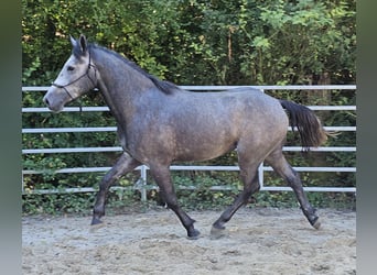 Connemara Blandning, Wallach, 4 Jahre, 160 cm, Apfelschimmel