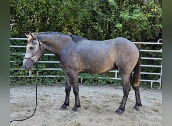 Connemara Blandning, Wallach, 4 Jahre, 160 cm, Apfelschimmel